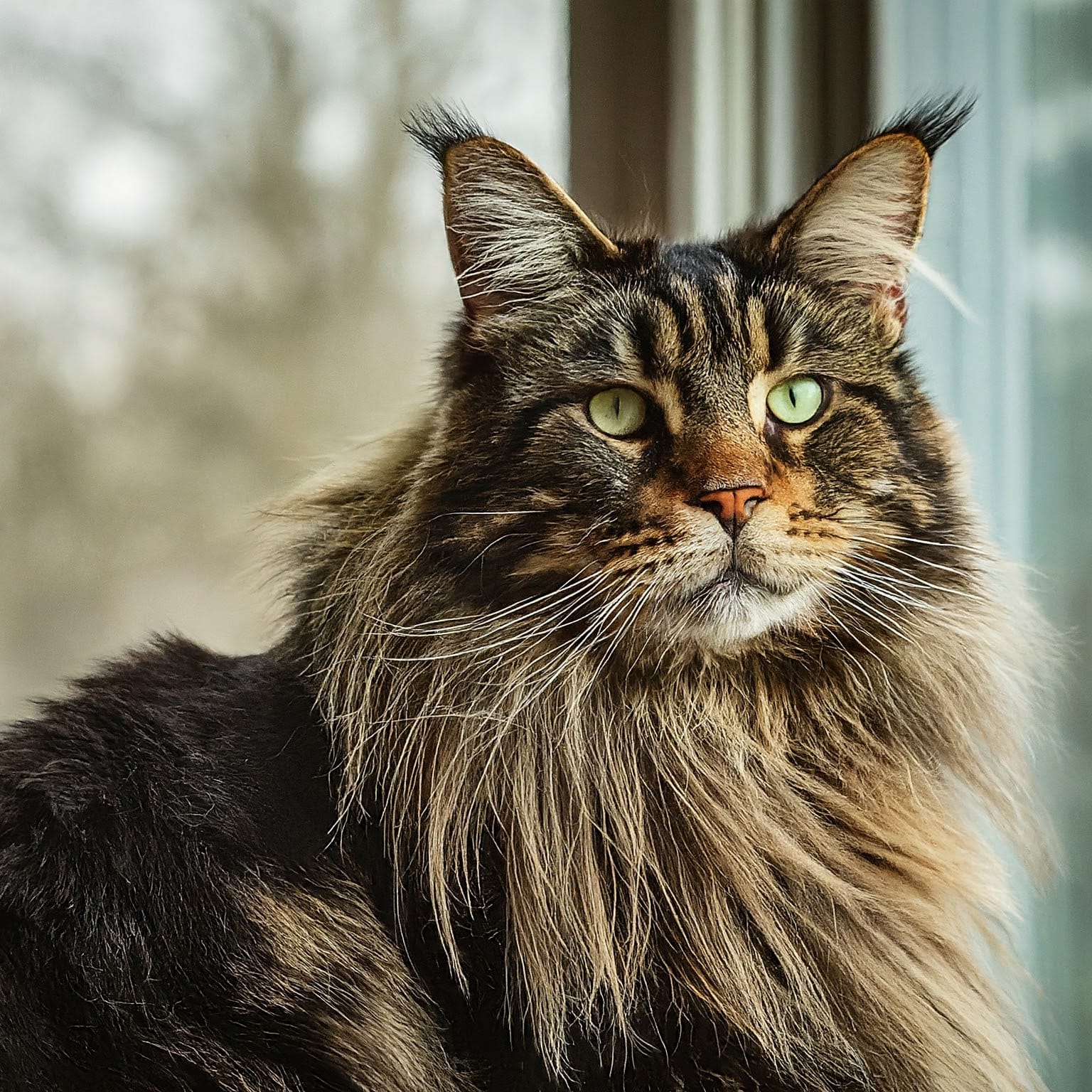 A realistic image that looks like a photo of a light and dark brown Maine Coon with characteristic long fur and tufted ears sitting in front of a blurred window.
